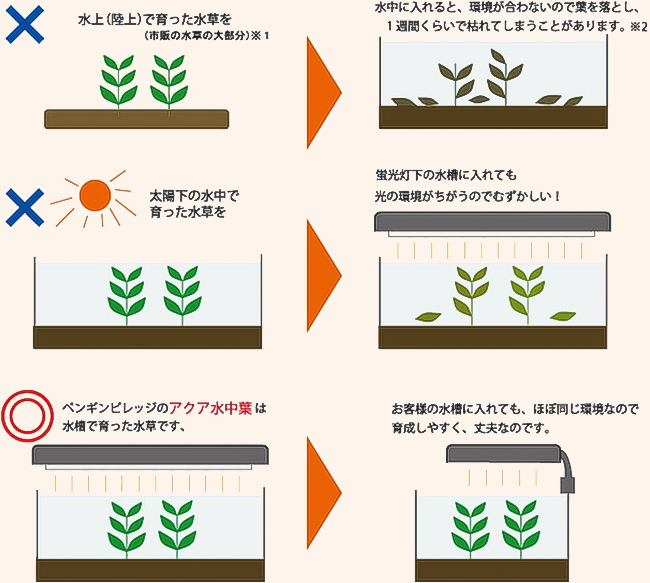 アクア水中葉のまとめ