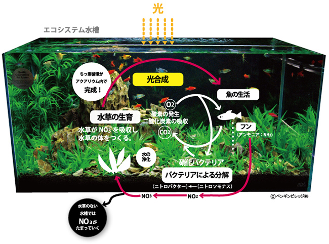 エコシステムとは